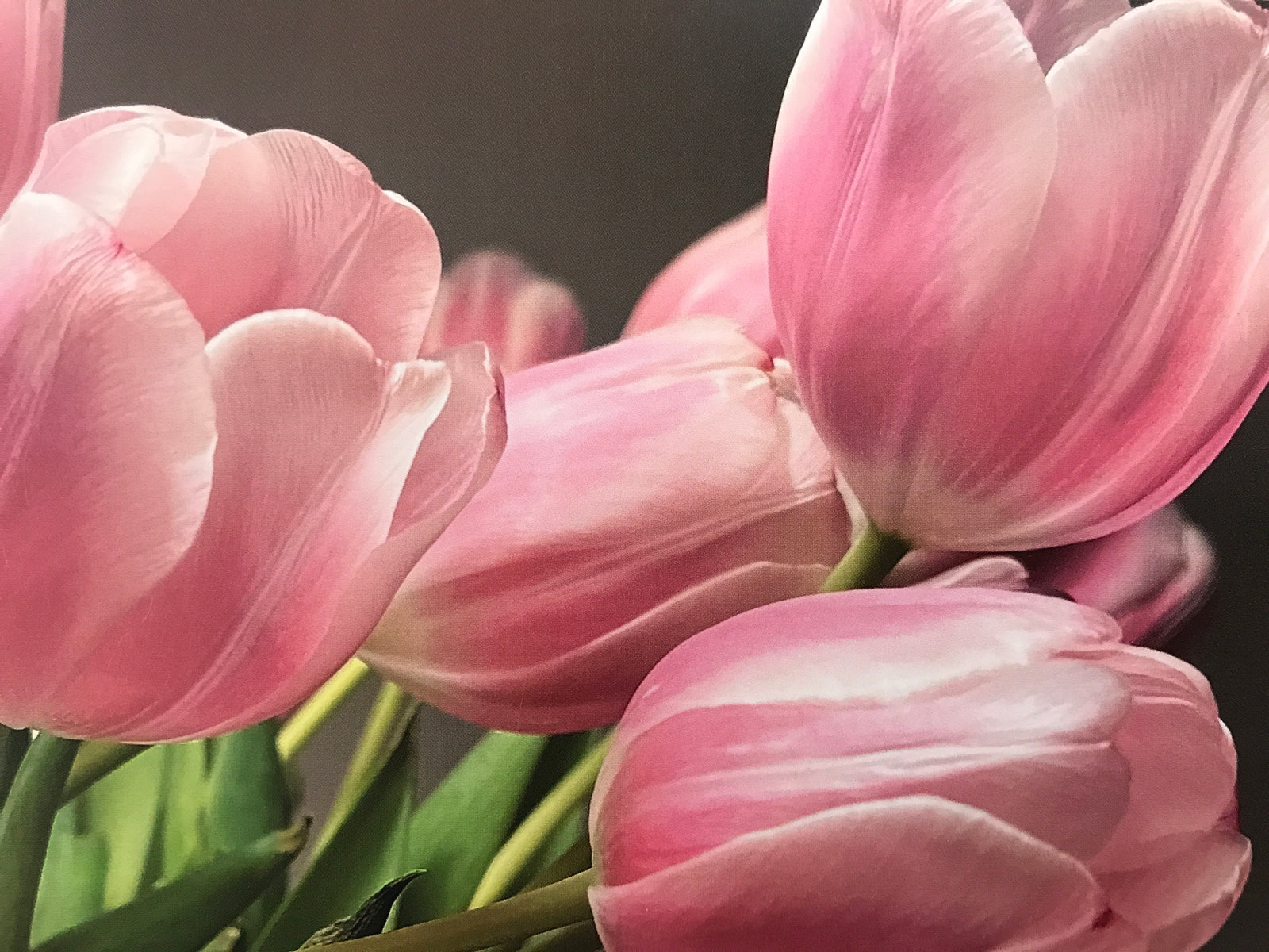 Tulips blank greeting card by sophia a.