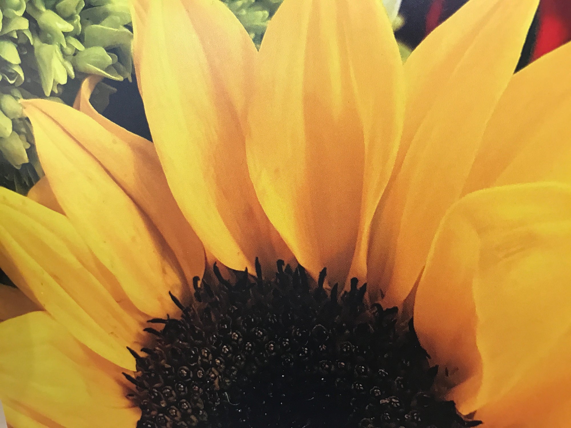 Sunflower blank greeting card by sophia a