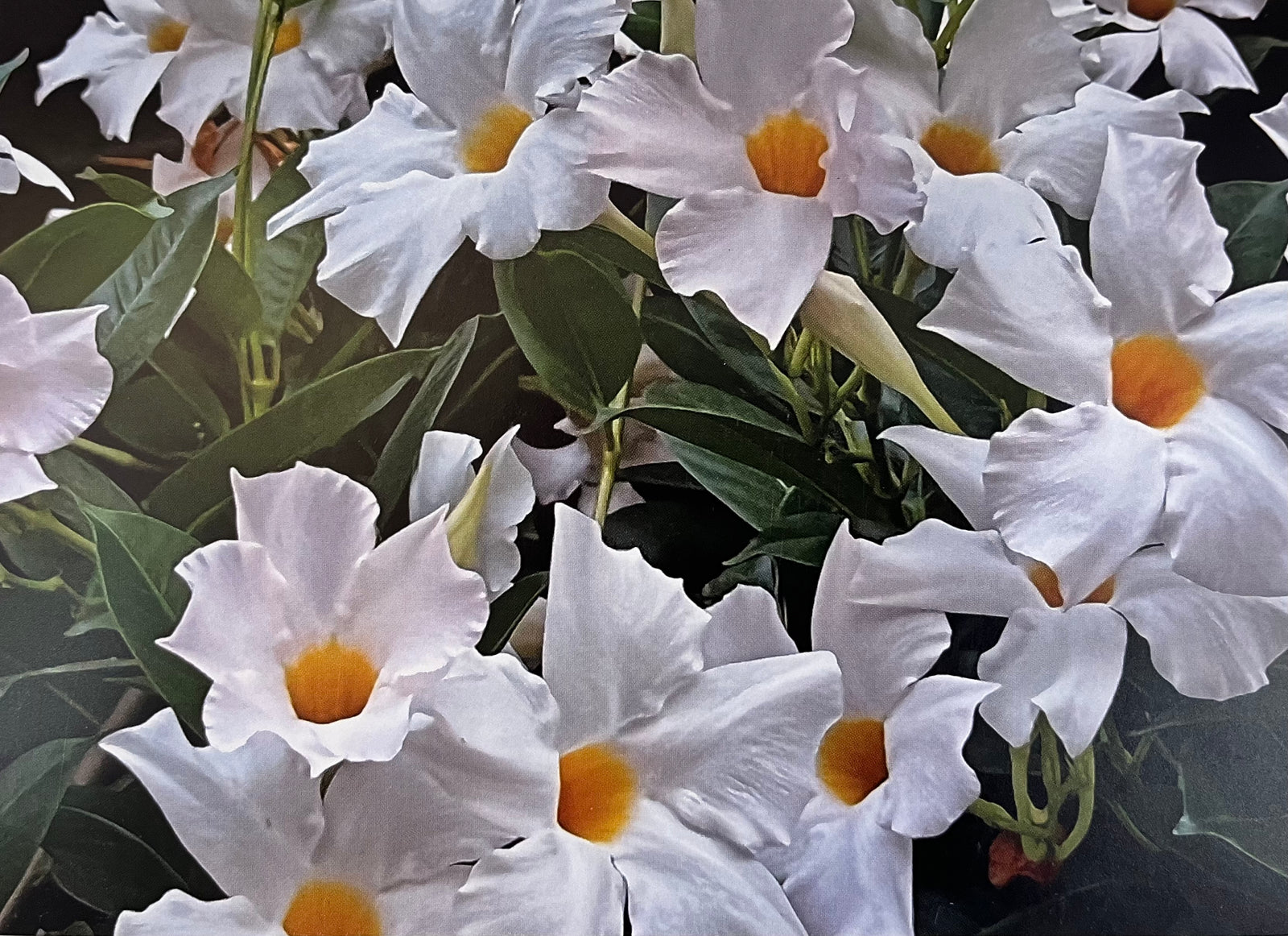 White flowers blank greeting card by sophia a