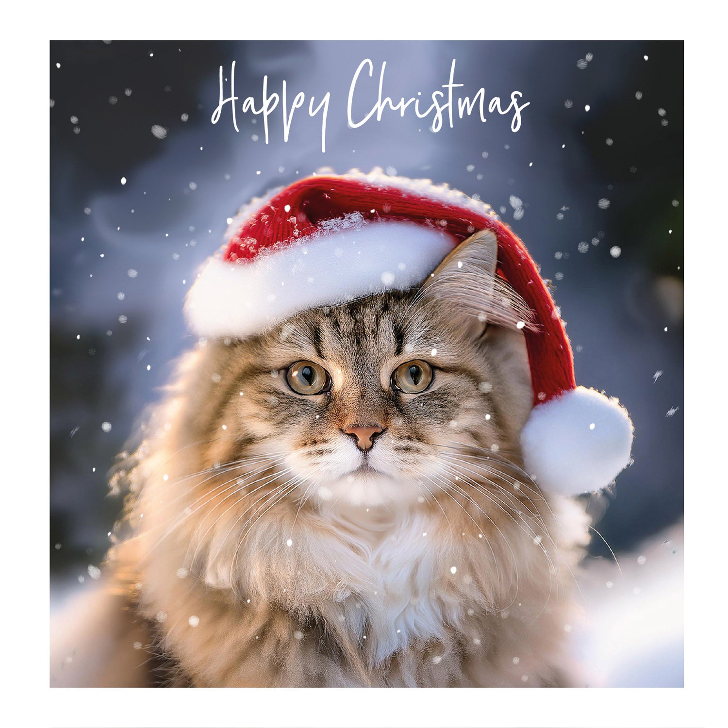 Christmas Cat with Santa Hat