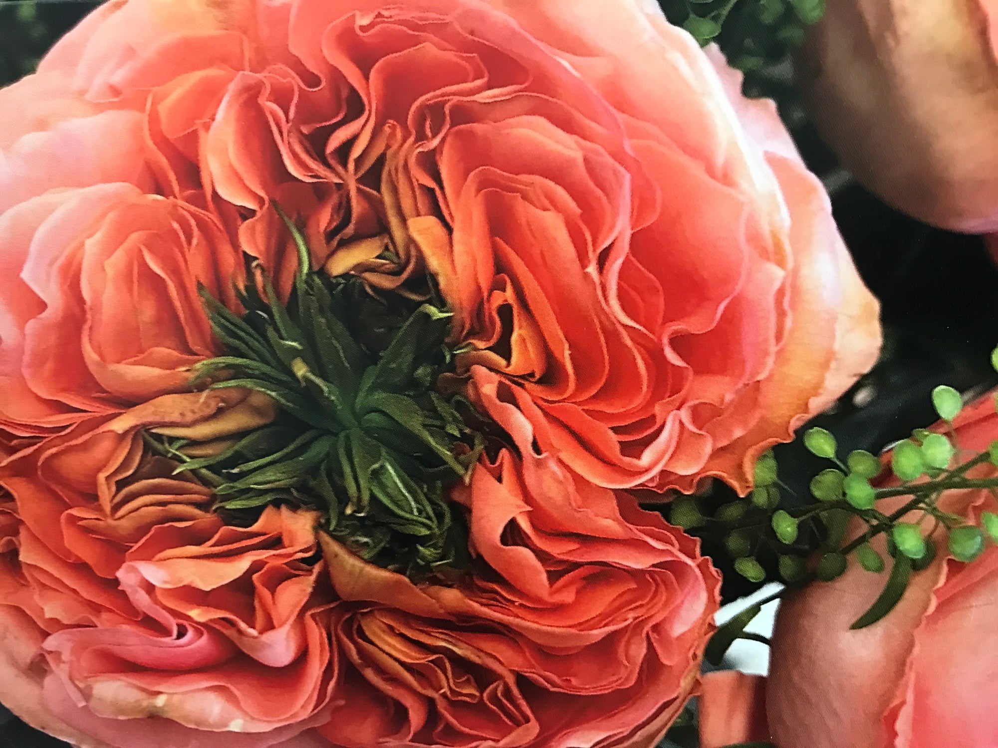 Peach flower blank greeting card by sophia a