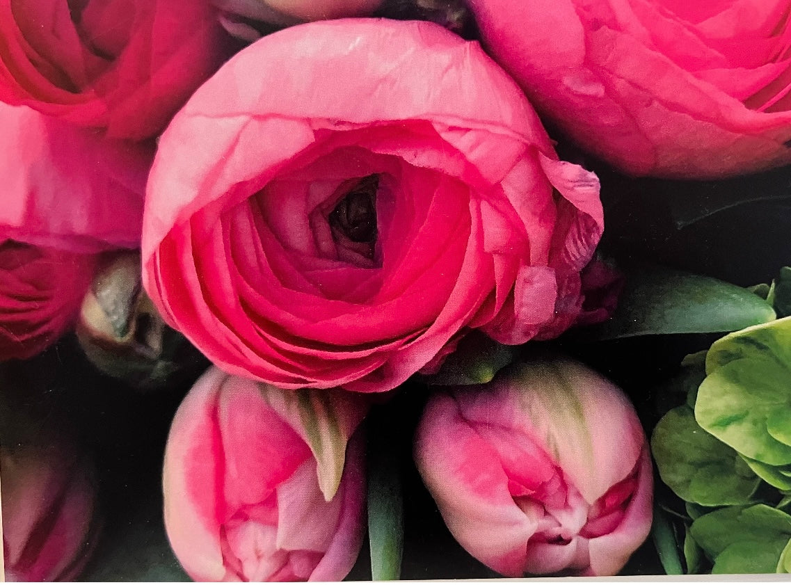 Pink roses blank card