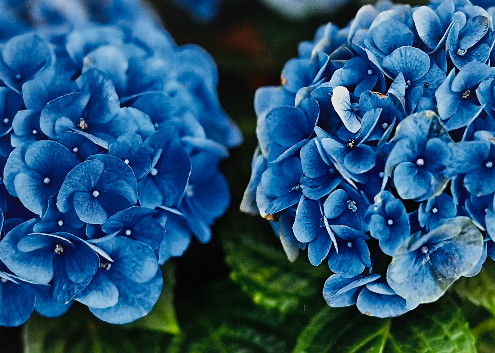 Hydrangea blank greeting card by sophia a