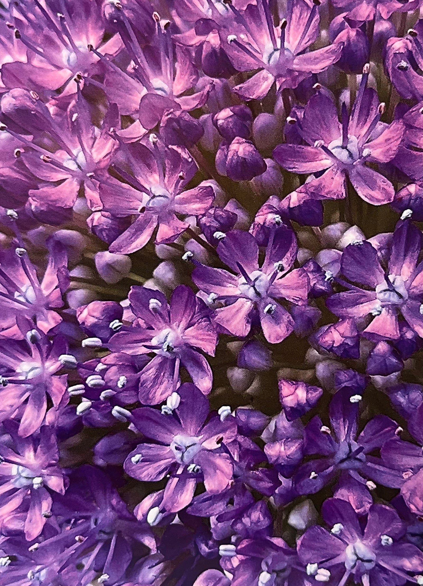 Purple Flowers Blank Card